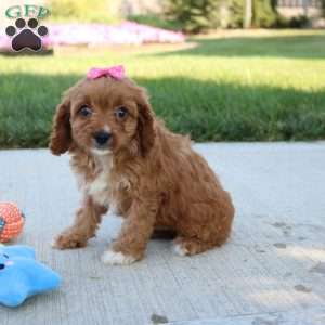 Jemma, Cavapoo Puppy